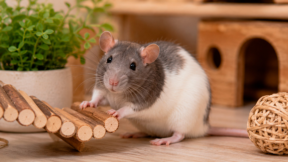 Reproducción y cría responsable de Ratas