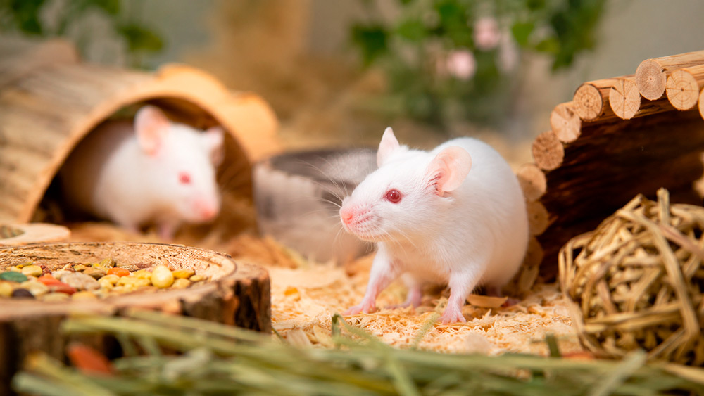 Ratón albino