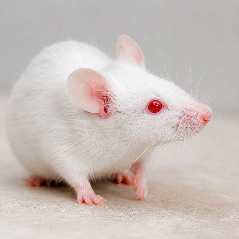 Ratón albino