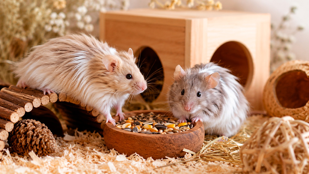 Ratón de pelo largo