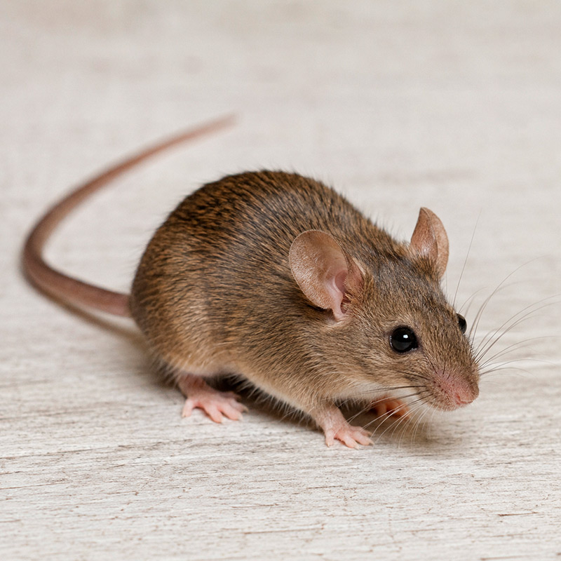 Ratón estándar