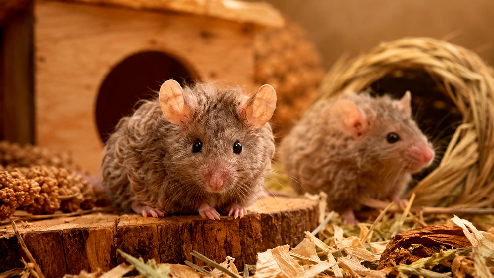 Ratón frizzie
