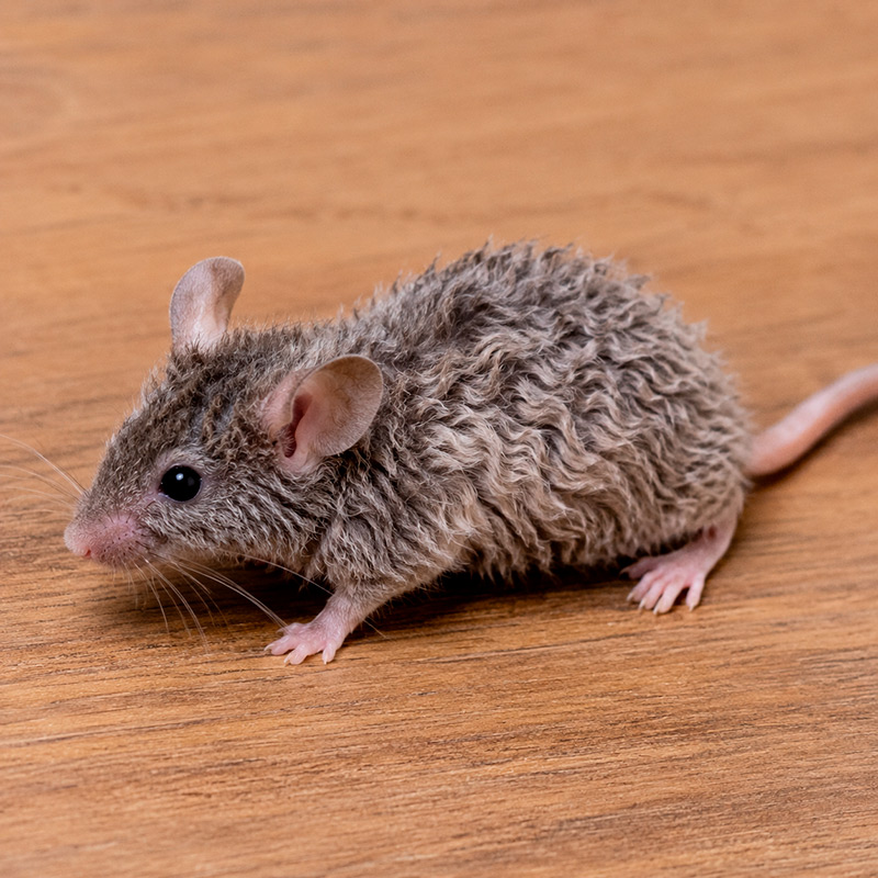 Ratón frizzie