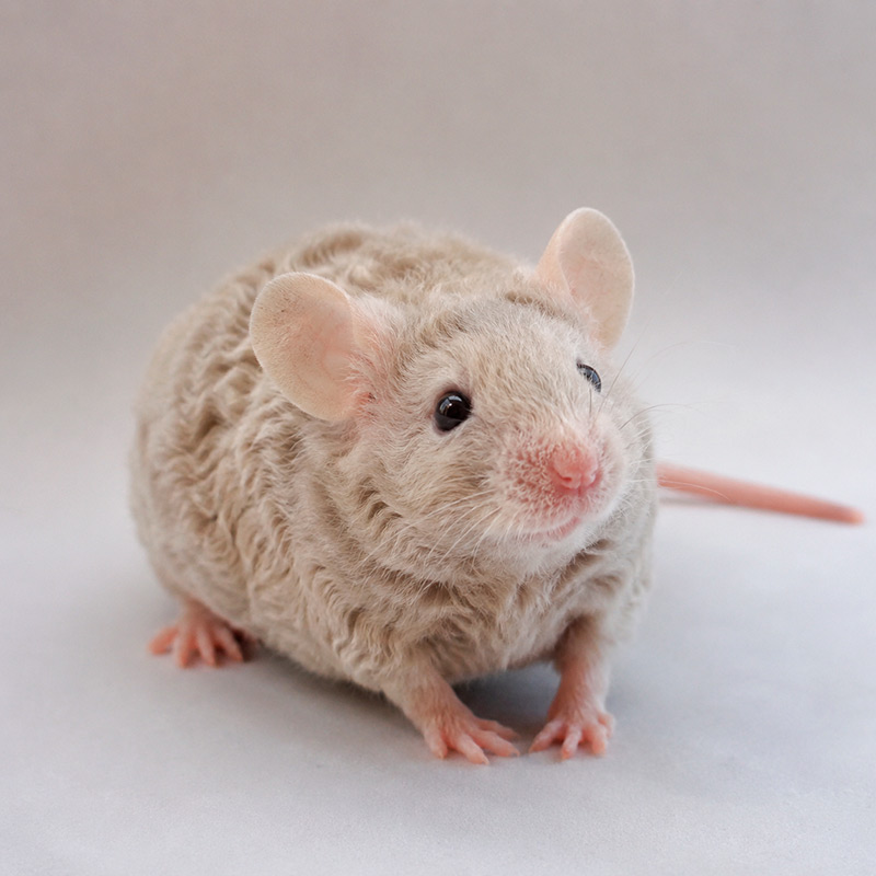 Ratón rex