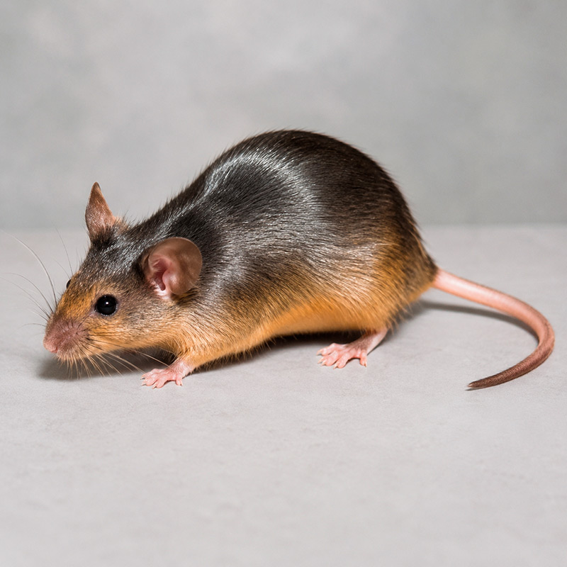 Ratón satinado