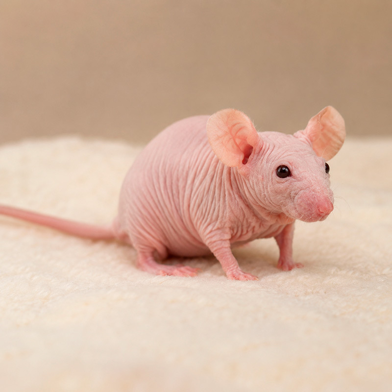 Ratón sin pelo