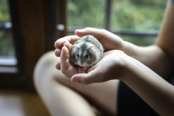 Cómo saber si un hámster está enfermo: señales de alarma y cuándo ir al veterinario