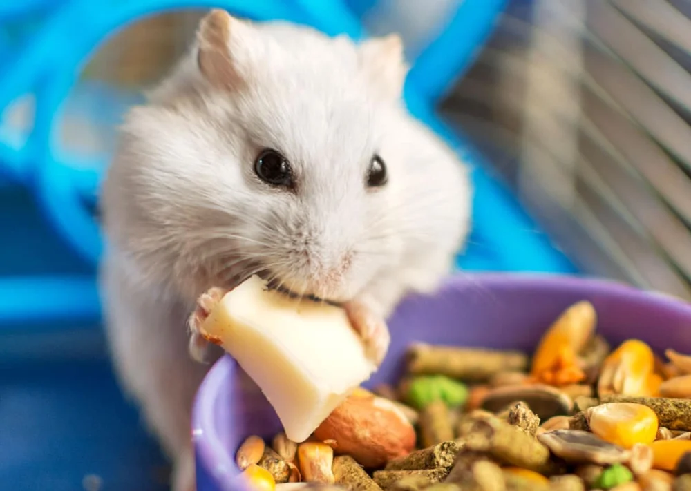 Qué comen los hámsters: alimentos permitidos, prohibidos y cantidades recomendadas