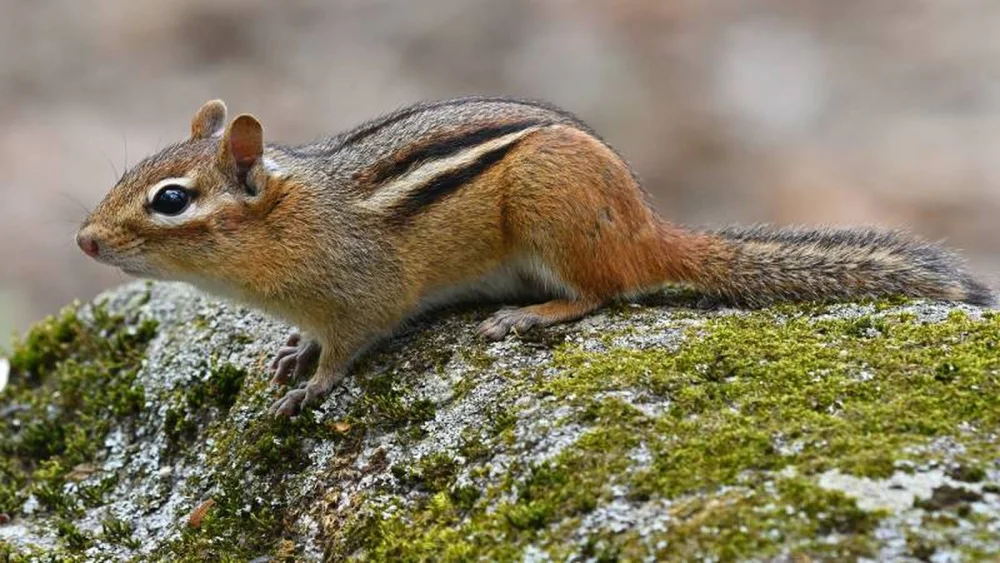 Ardilla listada o siberiana: características y cuidados básicos
