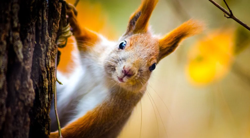 Ardillas como mascota: legalidad, cuidados y bienestar antes de decidir