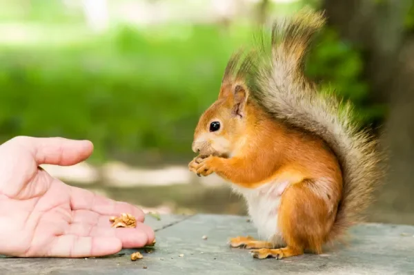 Ardillas y niños: por qué no siempre son una buena mascota