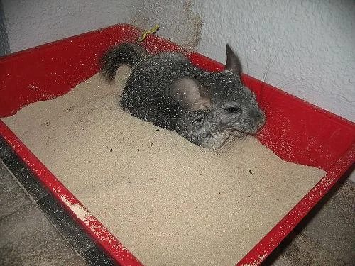 Baño de arena para chinchillas: cada cuánto hacerlo y qué arena usar