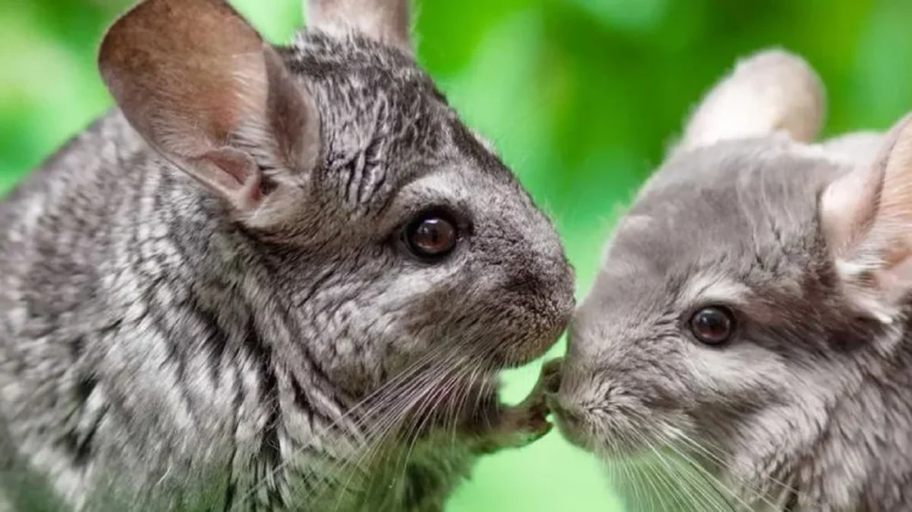 Chinchilla sola o acompañada: convivencia y adaptación