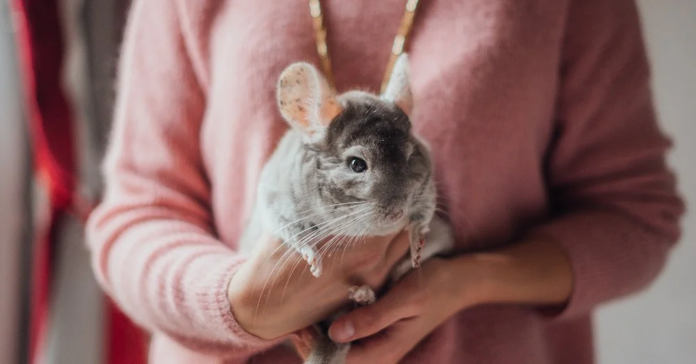 Chinchillas para niños: carácter, cuidados y responsabilidad