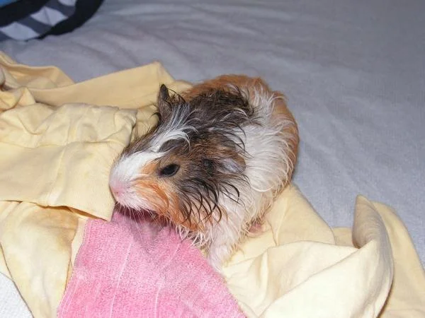 Cómo bañar una cobaya y cuándo no deberías hacerlo