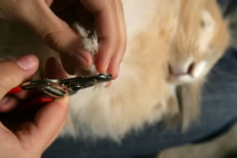 Cómo cortar las uñas a una cobaya sin hacerle daño