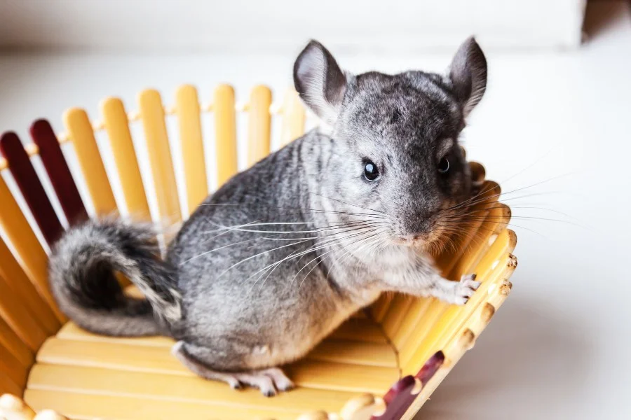 Cómo cuidar una chinchilla en casa: guía básica para principiantes
