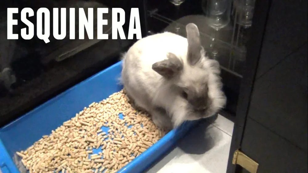 Cómo enseñar a un conejo a usar la esquinera