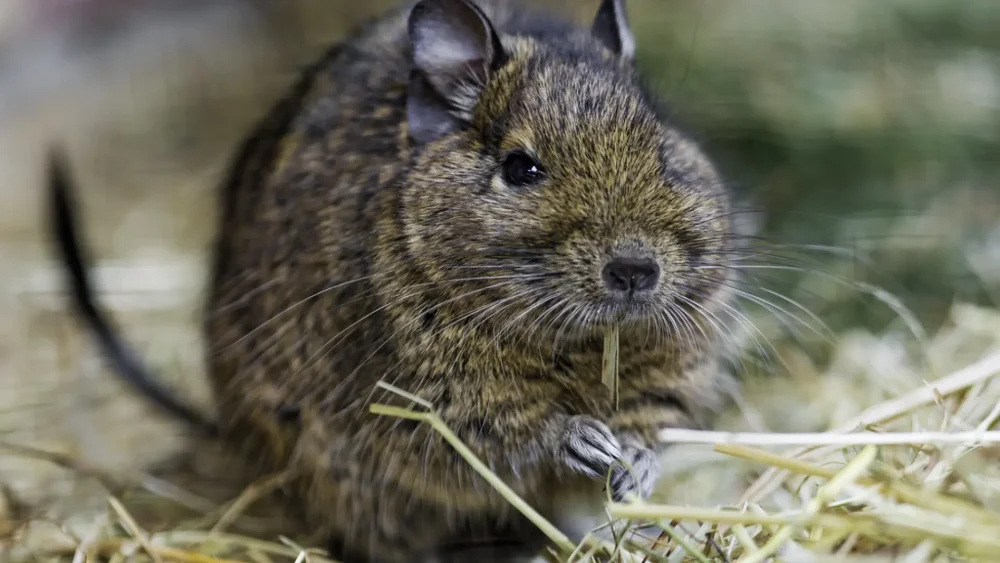 Cómo ganarte la confianza de un degú paso a paso