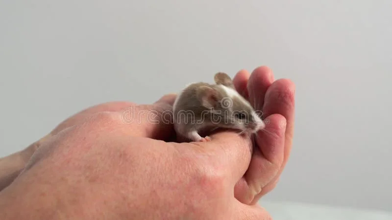 Cómo ganarte la confianza de un ratón doméstico paso a paso