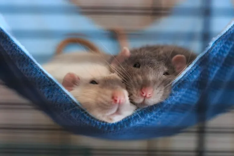 Cómo ganarte la confianza de una rata doméstica paso a paso