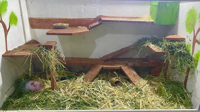 Cómo limpiar el terrario de un jerbo sin destruir sus túneles