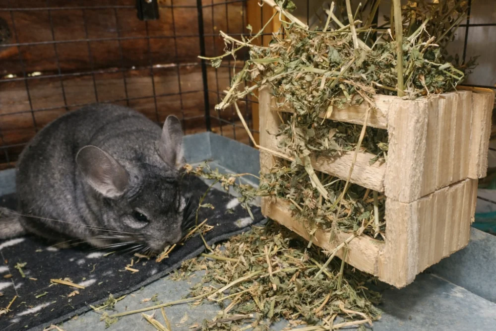 Cómo limpiar la jaula de una chinchilla sin estresarla