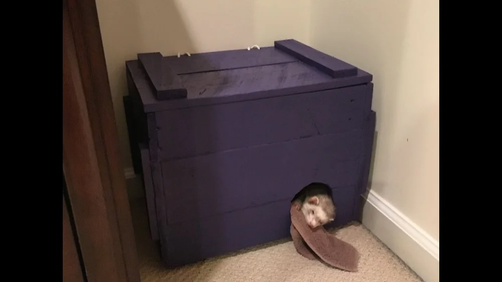 Cómo preparar una casa segura para un hurón