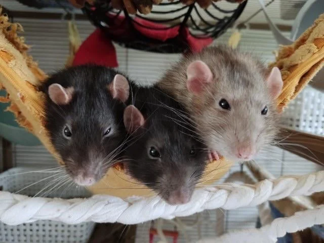 Cómo presentar ratas nuevas a un grupo de forma segura
