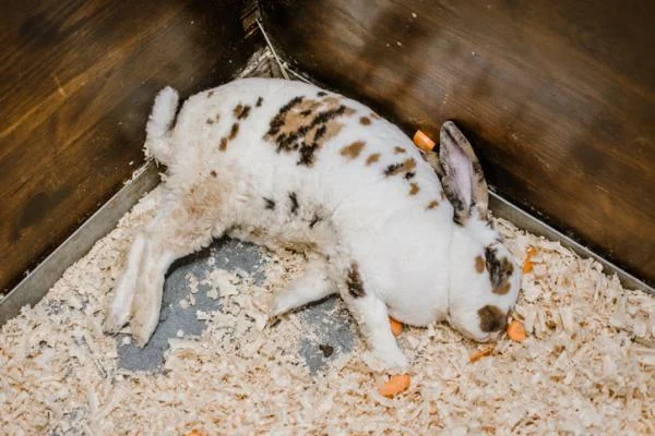 Cómo saber si un conejo está enfermo: señales de alarma