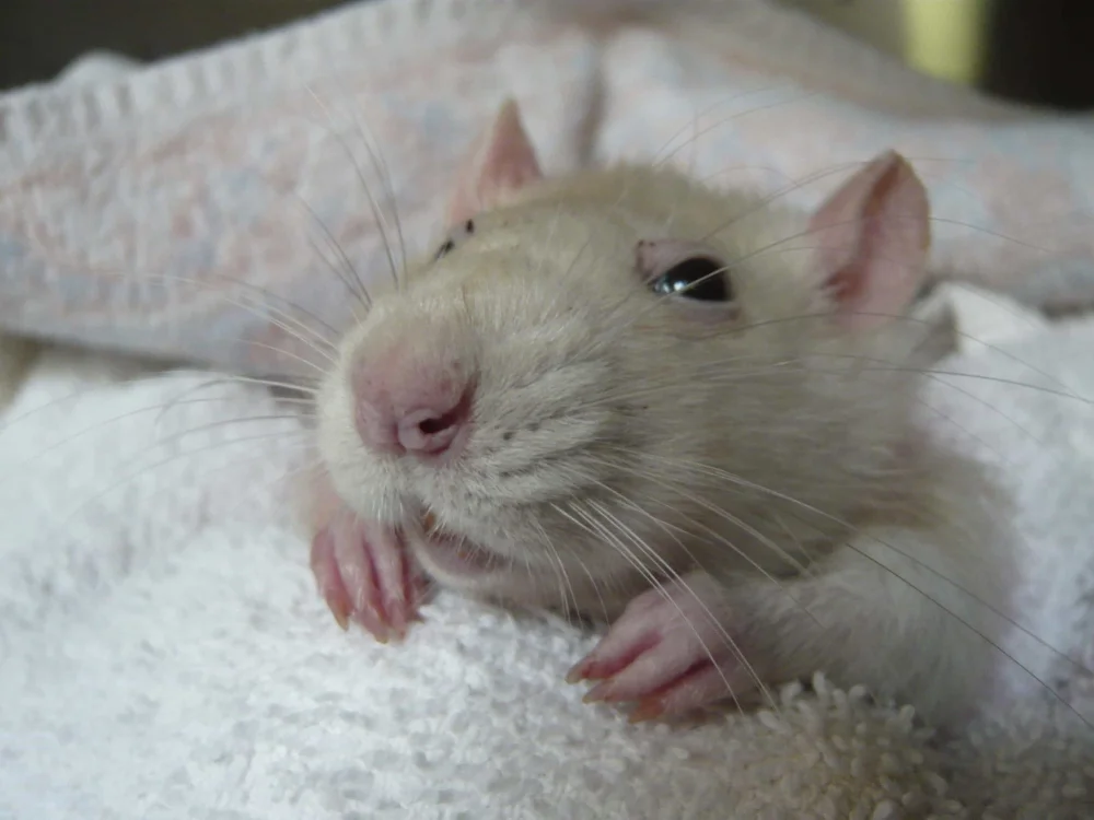 Cómo saber si un ratón está enfermo: señales de alarma