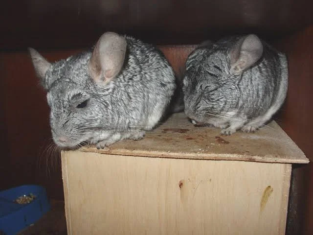 Cómo saber si una chinchilla está enferma: señales de alarma