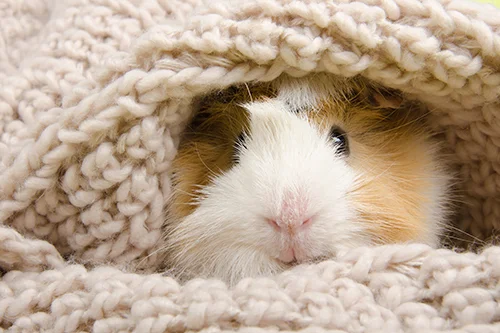 Cómo saber si una cobaya está enferma: señales de alarma