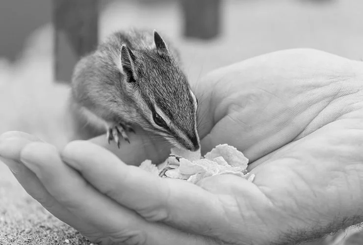 Cuánto cuesta mantener una ardilla: gastos y necesidades reales