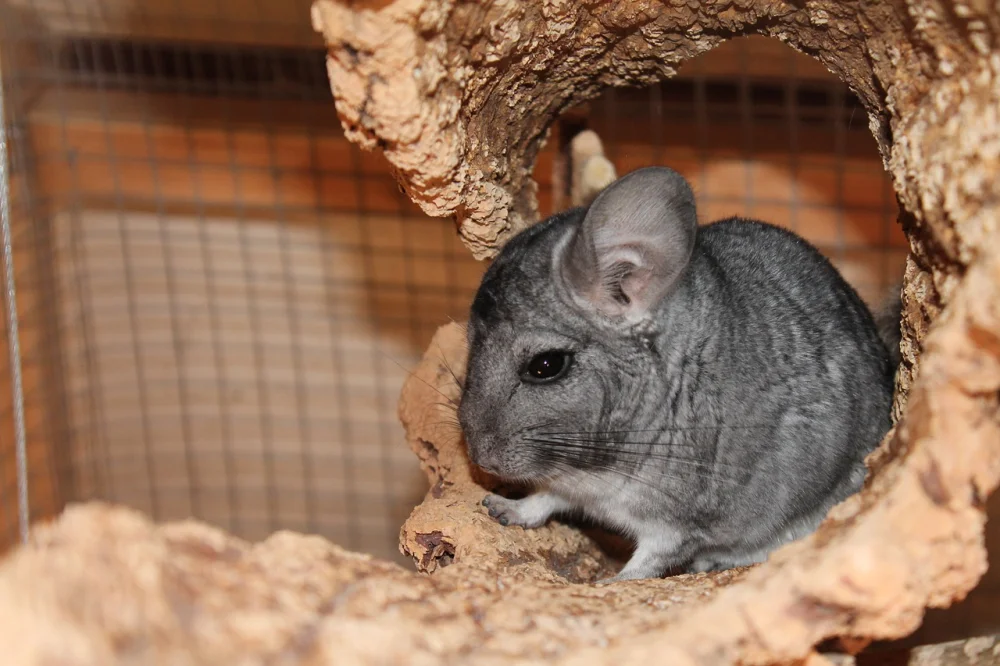 Cuánto cuesta tener una chinchilla: gastos iniciales y mantenimiento