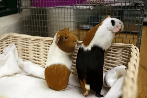 Cuánto cuesta tener una cobaya: gastos iniciales y mantenimiento mensual