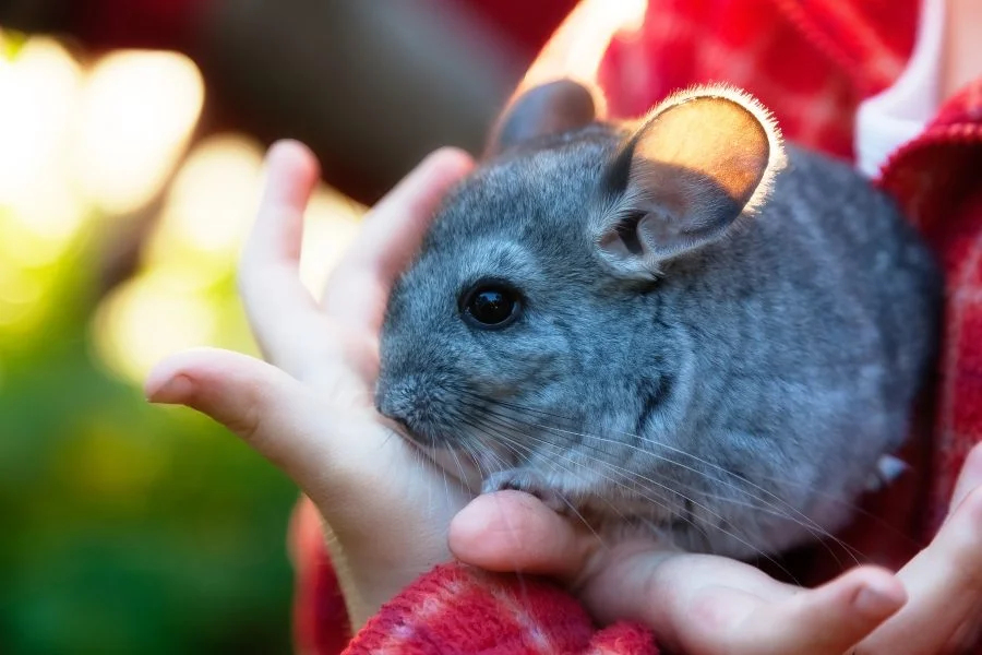 Cuánto vive una chinchilla y cómo mejorar su bienestar