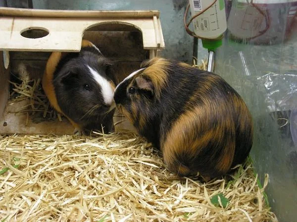 Cuánto vive una cobaya y cómo mejorar su calidad de vida