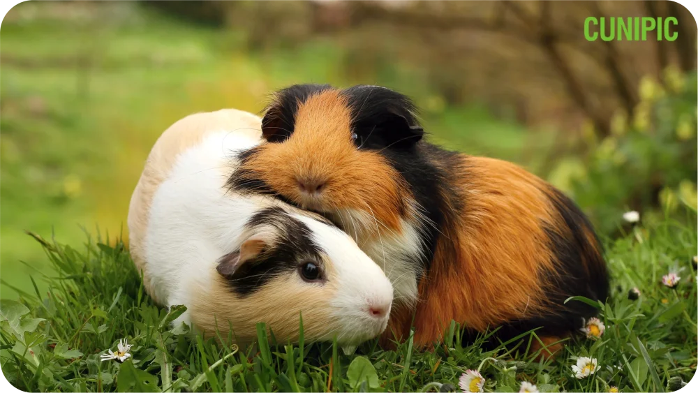 Diferencias entre cobaya macho y hembra: carácter, convivencia y cuidados