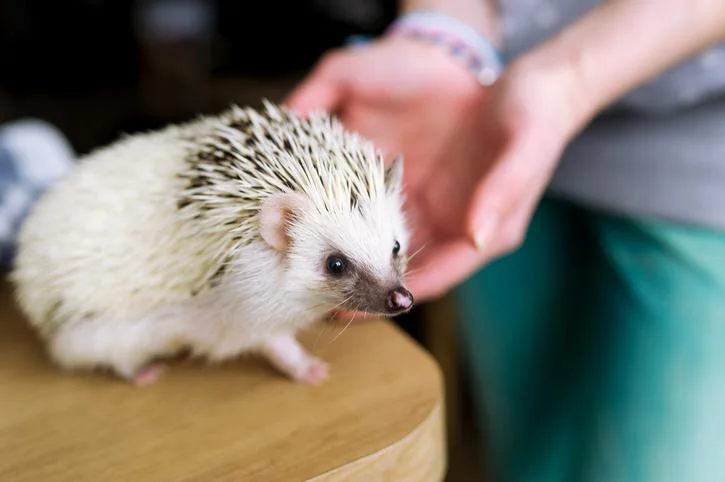 Erizos como mascota: legalidad, cuidados y bienestar antes de decidir