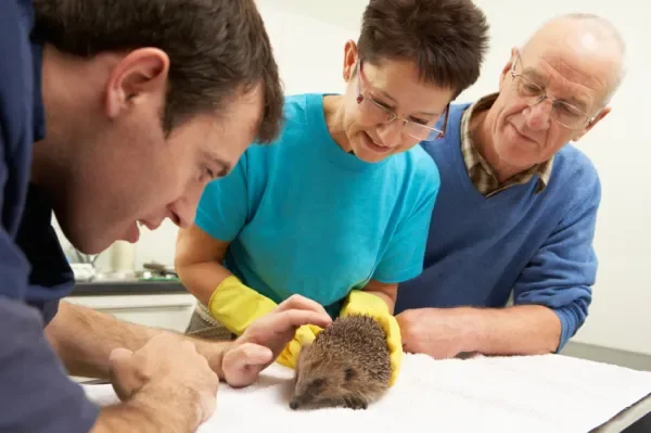 Erizos para niños: cuidados y responsabilidades reales