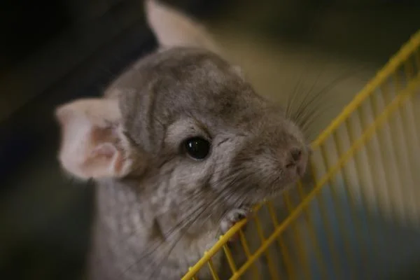 Errores frecuentes al cuidar chinchillas y cómo evitarlos