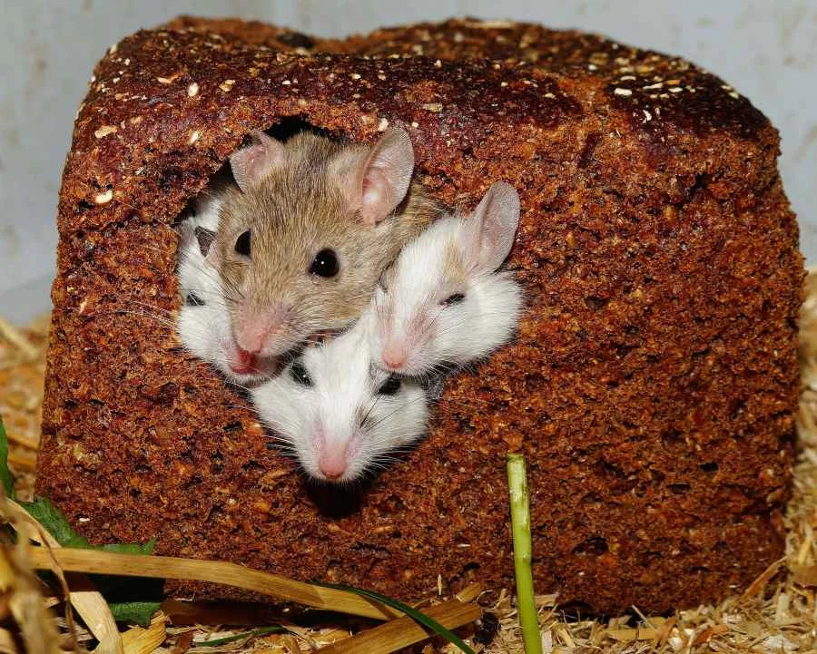 Errores frecuentes al cuidar ratones domésticos y cómo evitarlos