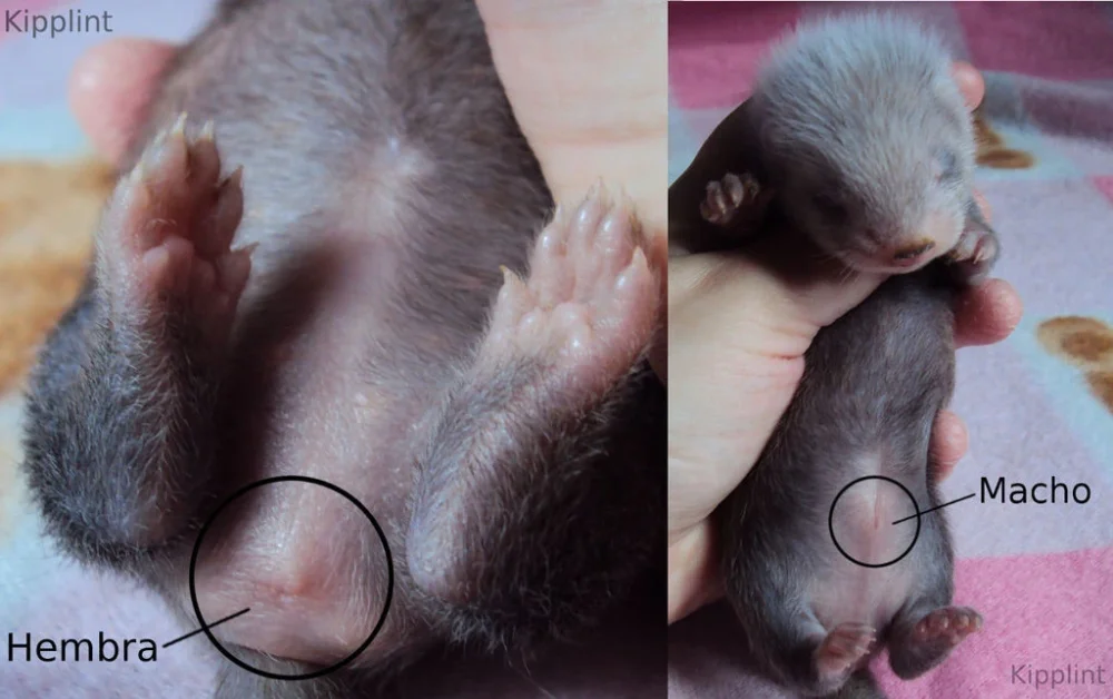 Hurón macho o hembra: diferencias de tamaño, carácter y cuidados