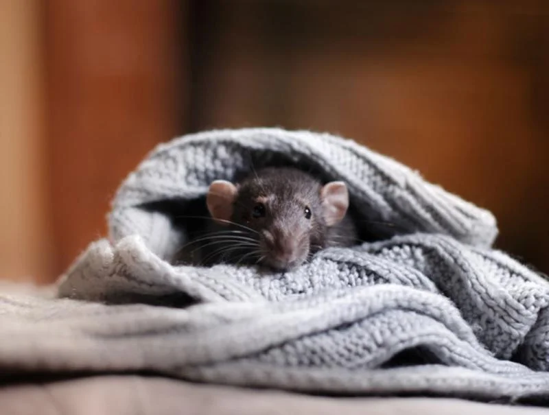 Nombres para ratas: ideas originales para machos y hembras