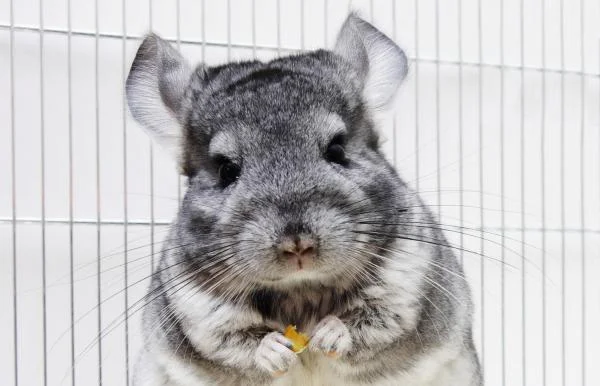 Por qué mi chinchilla muerde la jaula o los barrotes