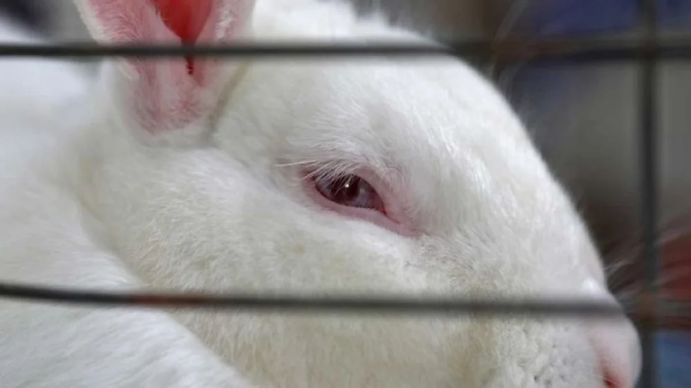 Por qué mi conejo muerde y cómo entender su comportamiento