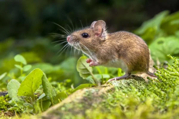 Por qué mi ratón huele mal y cómo reducir el olor