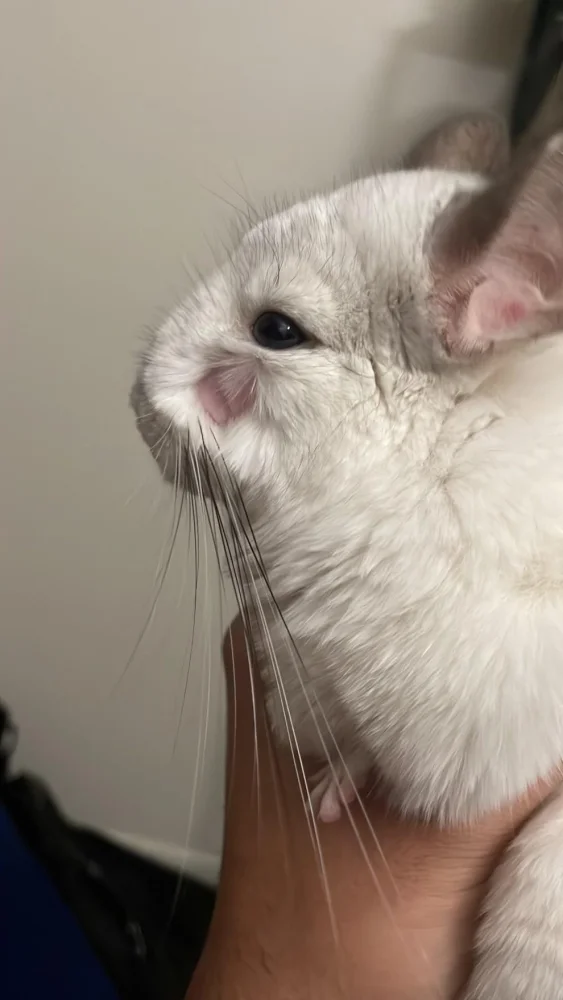 Por qué una chinchilla pierde pelo y cuándo preocuparse