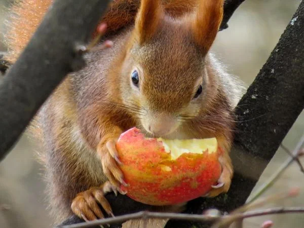 Qué comen las ardillas: alimentación natural y alimentos peligrosos